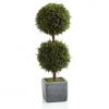 Cypress Round Double Topiary