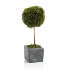 Cypress Round Topiary – Medium