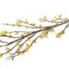 Forsythia Flowering Branch