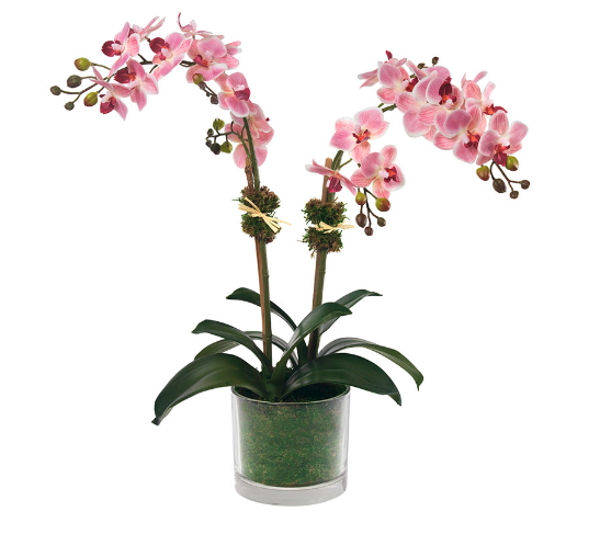 Pink Phalaenopsis Orchids
