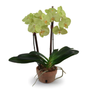 Green Phalaenopsis Orchid